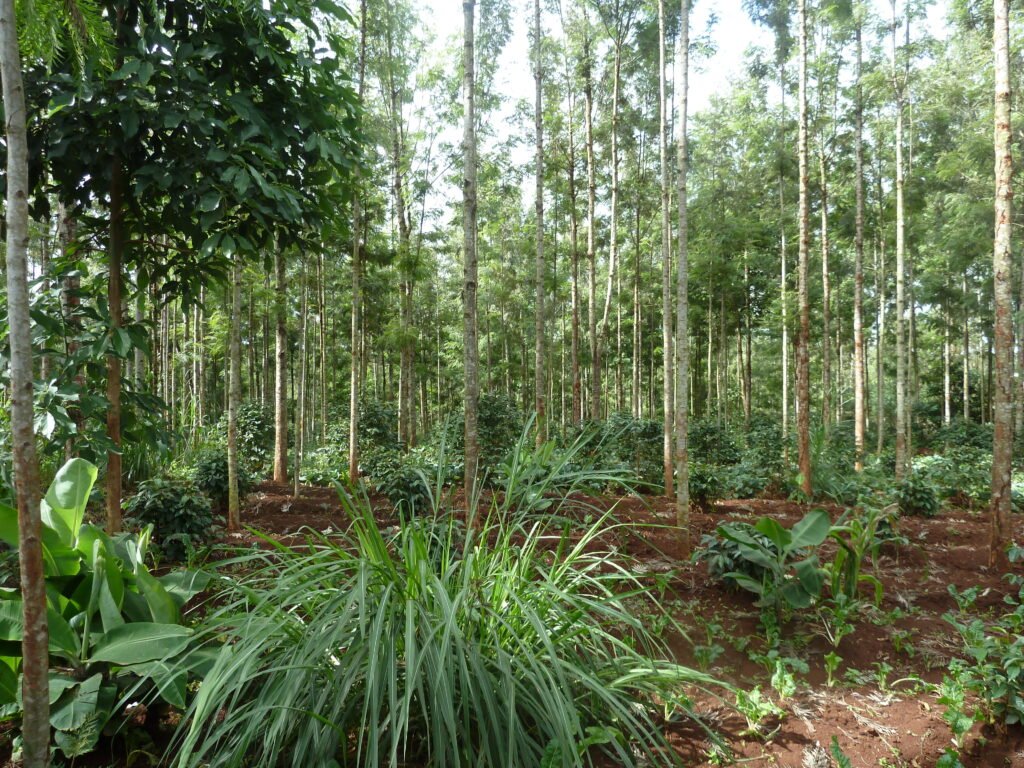 Agroforestry plot with tall trees intercropped with crops